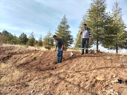 Her Çalışan Bir Fidan